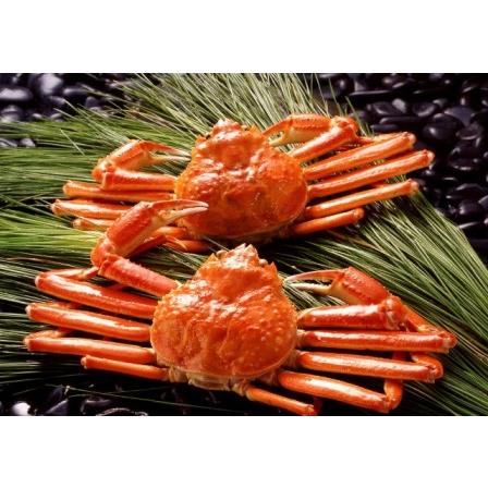 ボイルずわいがに姿　 お取り寄せ お取り寄せグルメ 人気 内祝 お祝い 御祝 贈答用 お歳暮 御歳暮 お中元 御中元 お祝い お土産 手土産 |  | 03