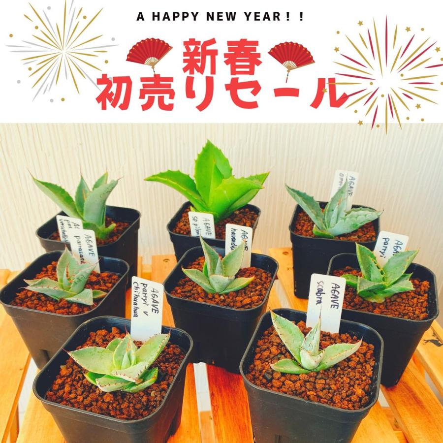 初売り 福袋 アガベ 5点セット Agavemania 初出品記念 多肉植物 インテリア 観葉 グリーン 2月からのセット売りは4点セットのみ 今だけ 限定 V1 4 World Castle 通販 Yahoo ショッピング