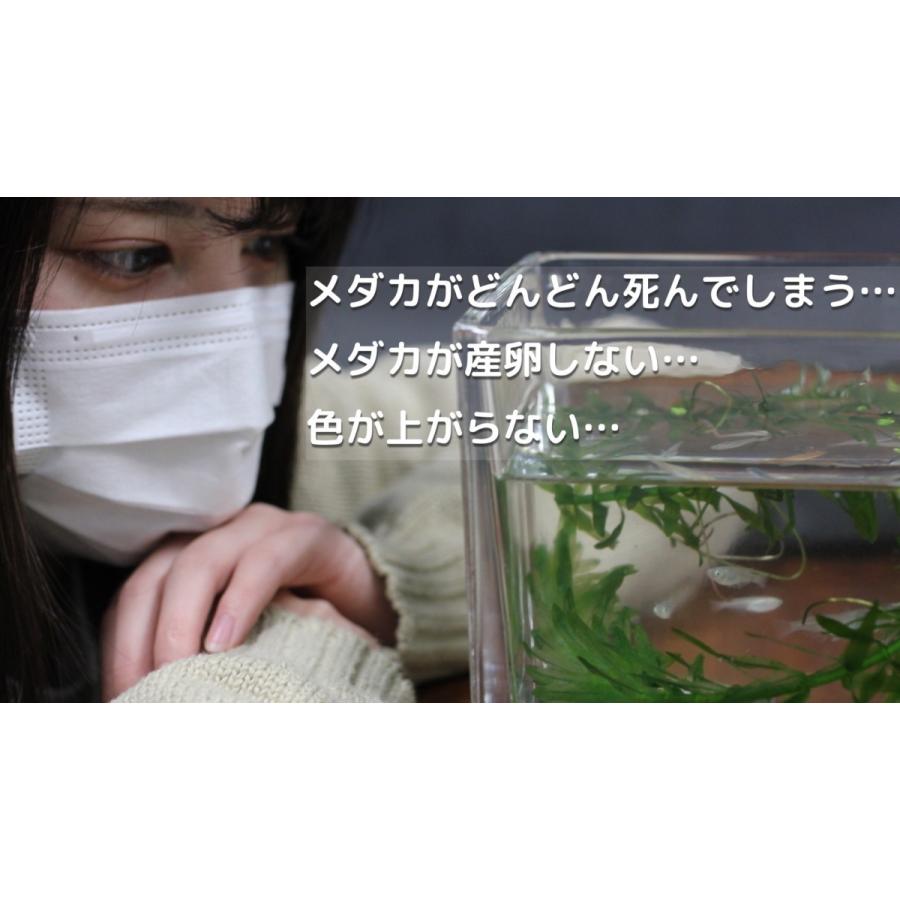 100 品質保証 メダカ 出目パンダ 稚魚10匹 デメパン めだか ちぎょ 観賞魚 ゾウリムシ ミジンコ Psb 生クロレラ と同梱包可能 Shipsctc Org