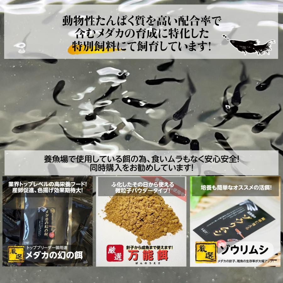 1匹価格】めだか ヒメダカ【1000匹まで同梱包可能】目高 生体 餌 1匹価格】めだか ヒメダカ【1000匹まで同梱包可能】目高 生体 餌