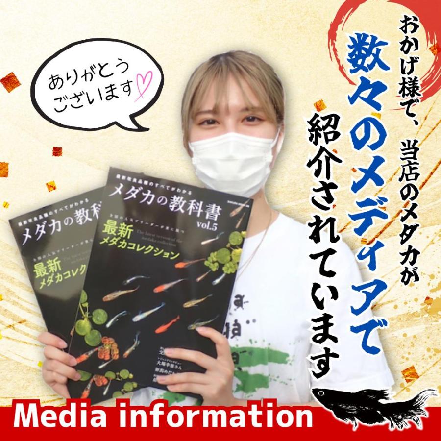 1匹価格】めだか ヒメダカ【1000匹まで同梱包可能】目高 生体 餌 1匹価格】めだか ヒメダカ【1000匹まで同梱包可能】目高 生体 餌