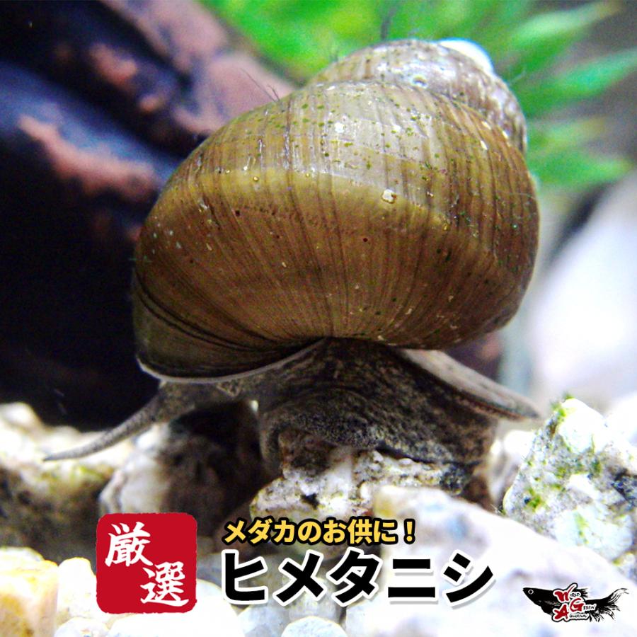 【合計20匹】メダカ 貝 ヒメタニシ15匹＋補償分5匹【送料無料】たにし ひめたにし 田螺 生体 巻貝 水質浄化（Yahoo!・高級メダカworld green aquarium）