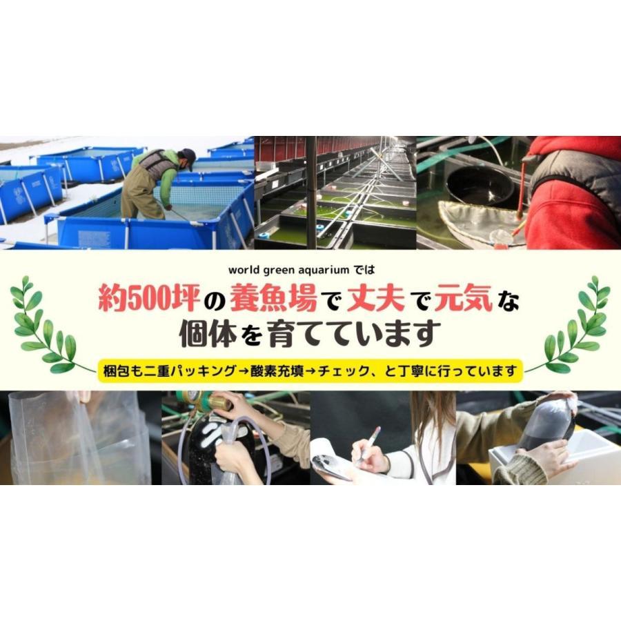 メダカ 餌【特選クロレラ錠剤 100ｇ約500粒】金魚 エビ めだか ゾウリムシ PSB と同梱可能 生クロレラ同梱不可｜world-green-aquarium｜09