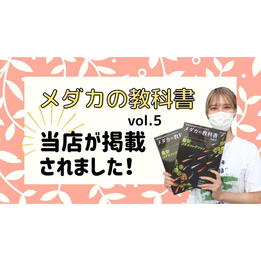 【成魚5匹】メダカ 入門【マリアージュ キッシングワイドフィン エメラルドフィンタイプ 成魚】めだか エメキン 生体｜world-green-aquarium｜05