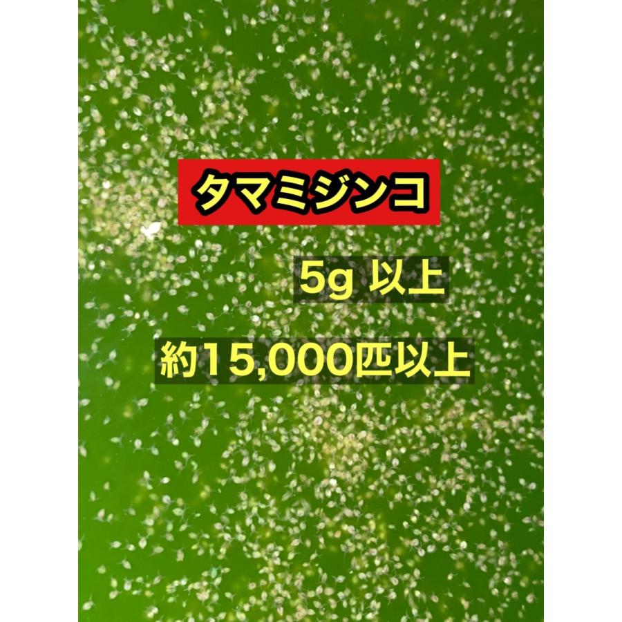 凄い売れてる 品質間違いなし 活ミジンコ タマミジンコ 約5g 約匹以上 Mijinko5 高級メダカworld Green Aquarium 通販 Yahoo ショッピング