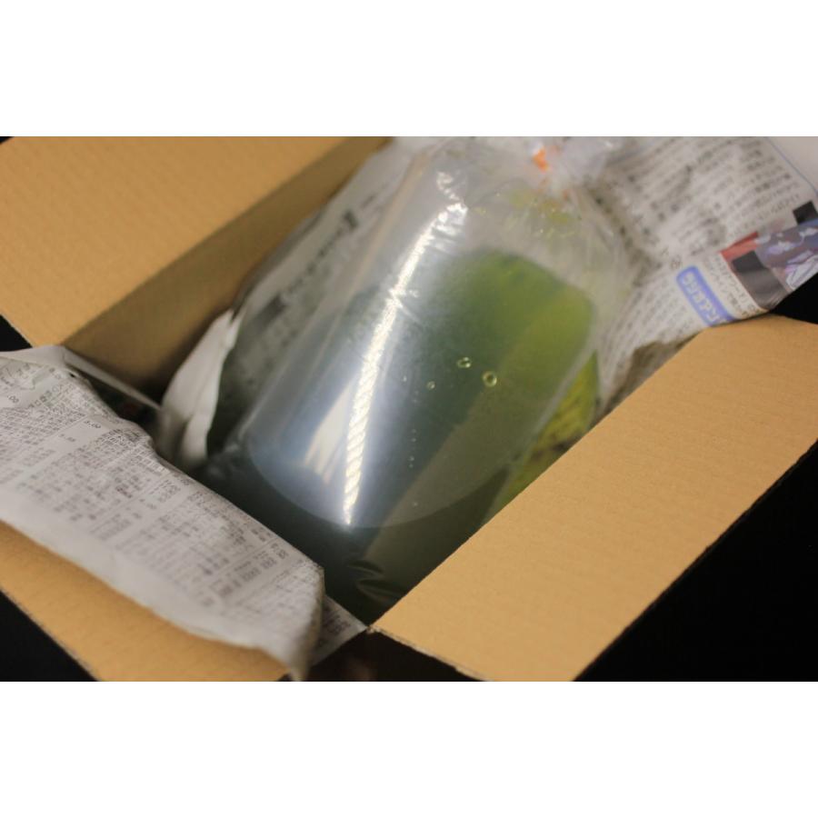 メダカの教科書掲載記念10 以上増 すごい売れてます 高品質 タマミジンコ 約匹 グリーンウォーター付き めだかの餌や金魚の稚魚など 産卵促進餌 Mijinnko 高級メダカworld Green Aquarium 通販 Yahoo ショッピング