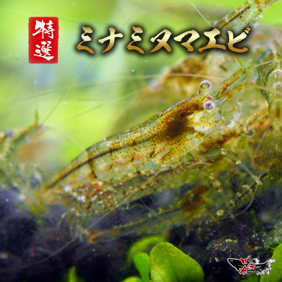 【50匹】ミナミヌマエビ 生体 水槽の掃除屋さん メダカのお供に コケ取り 水質浄化（Yahoo!・高級メダカworld green aquarium）
