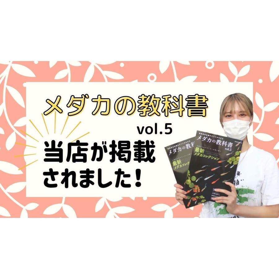 【送料無料】【ミックスメダカ10匹＋α 数量限定で餌付！】メダカ めだか 生体 おまかせ ランダム 幹之 オロチ 楊貴妃 三色 ラメ 体外光など｜world-green-aquarium｜05