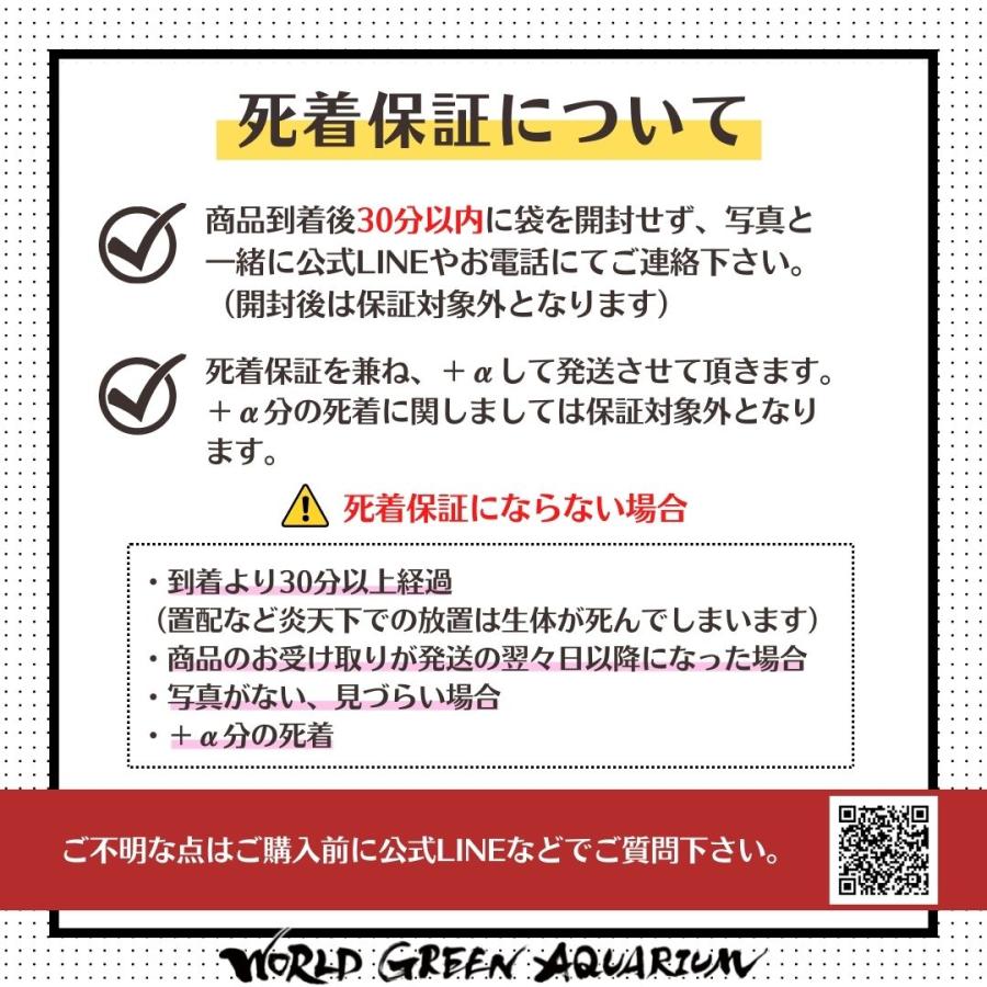 【送料無料】【ミックスメダカ10匹＋α 数量限定で餌付！】メダカ めだか 生体 おまかせ ランダム 幹之 オロチ 楊貴妃 三色 ラメ 体外光など｜world-green-aquarium｜07