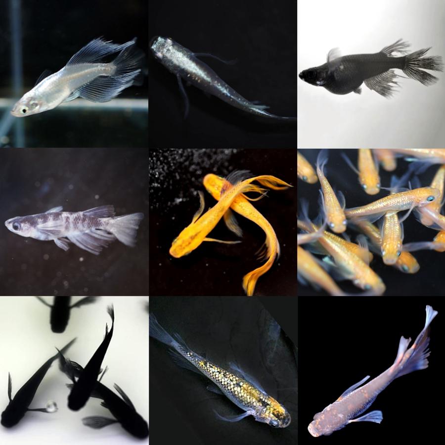 大特価！【成魚20匹】メダカ ミックスメダカ【送料無料】めだか オロチ 深海 楊貴妃 紅帝 幹之 フルボディなど人気品種入り！ゾウリムシ PSBと同梱可能 |  | 02