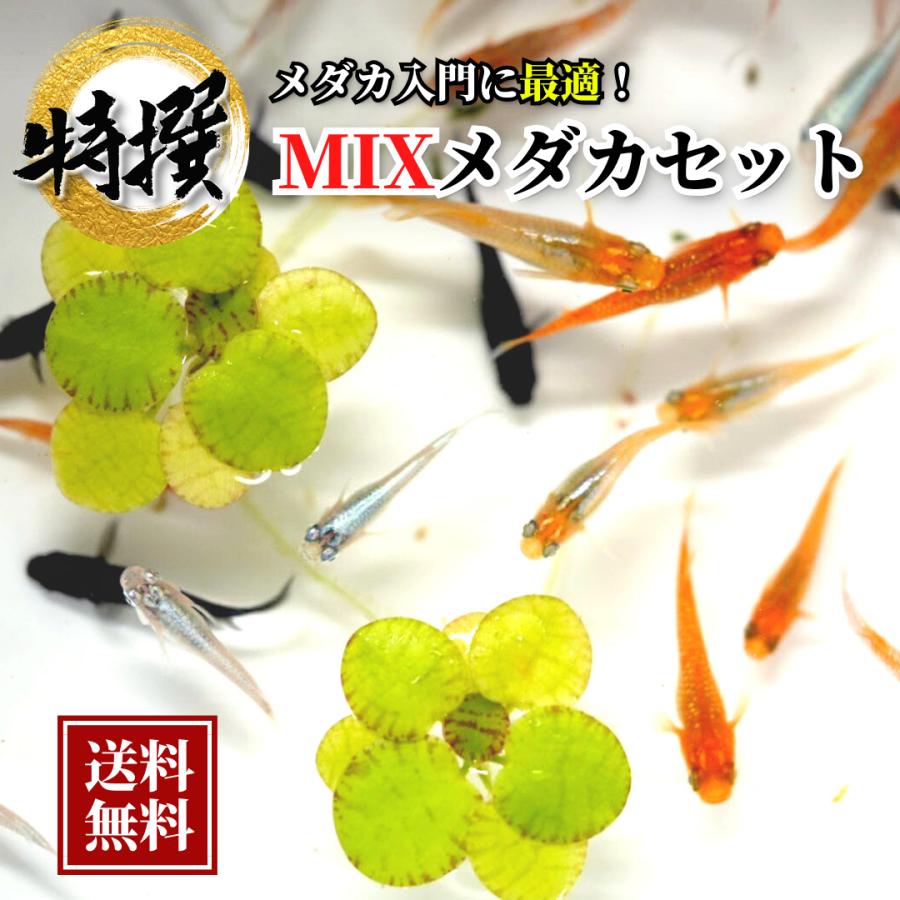 10匹】大人気 ミックスメダカ【送料無料】S~SSサイズ 稚魚 めだか 生体 