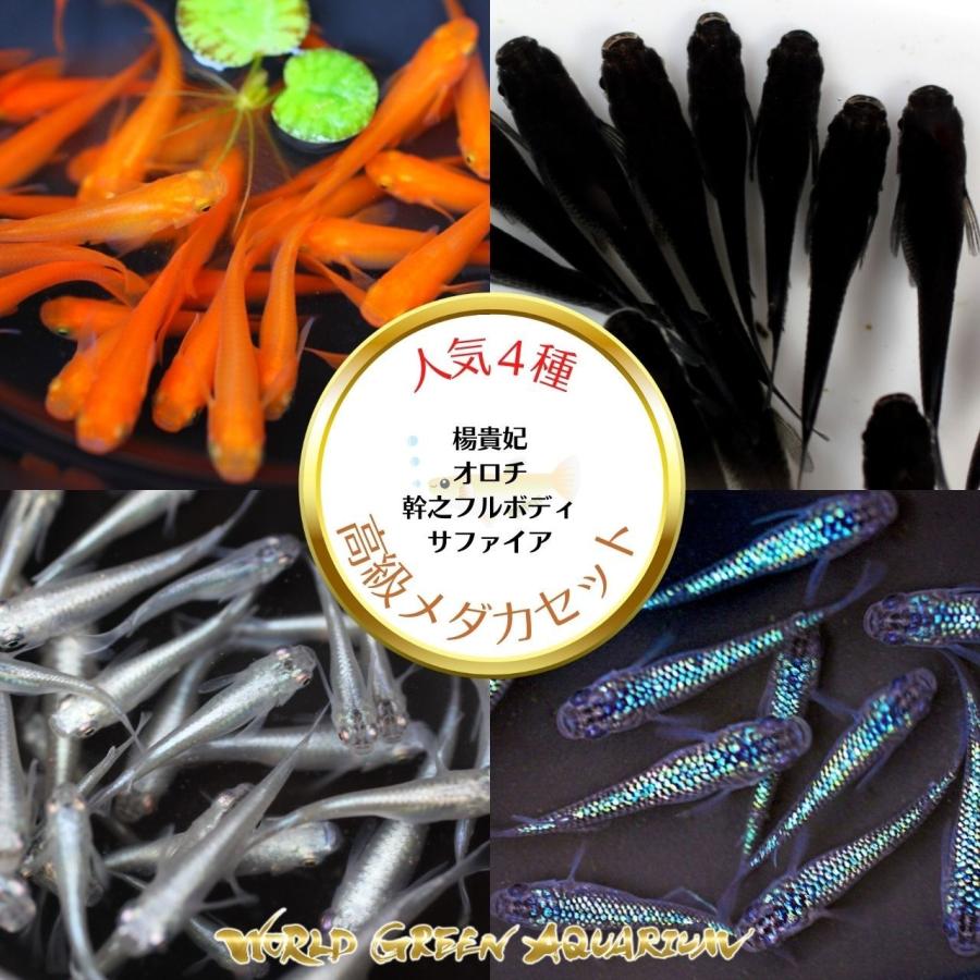 【成魚10匹＋α】メダカ 人気4種類C【送料無料】楊貴妃 オロチ 幹之フルボディ サファイア ゾウリムシ ミジンコ  PSB と同梱可能 生クロレラ同梱不可（Yahoo!・高級メダカworld green aquarium）