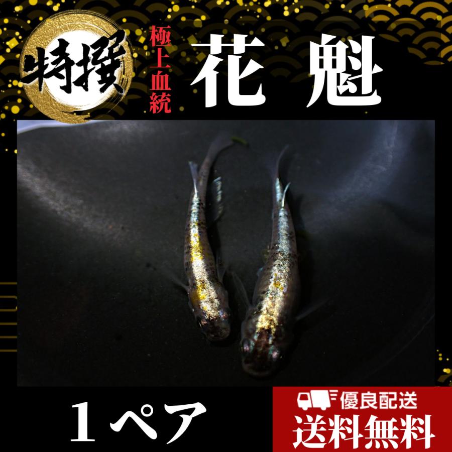 １着でも送料無料 メダカゾウリムシ ミジンコ Psb と同梱可能 生クロレラ同梱不可 Plannerce Ir