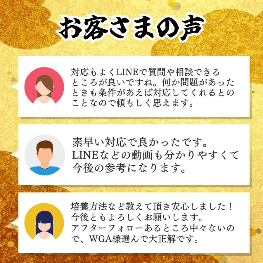 20匹+水草セット】メダカ おまかせミックスメダカ【送料無料 20匹+水草セット】メダカ おまかせミックスメダカ【送料無料