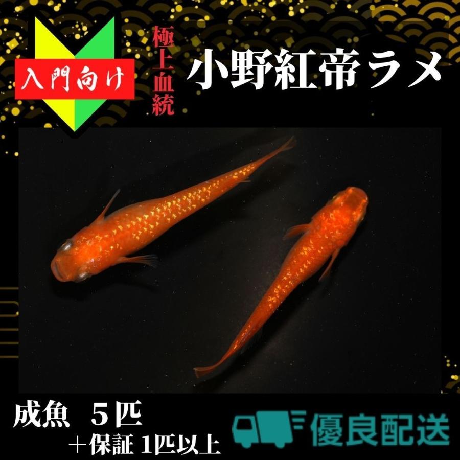 入門用成魚5匹】メダカ 小野紅帝ラメ【めだか】こうてい 初心者 生体 
