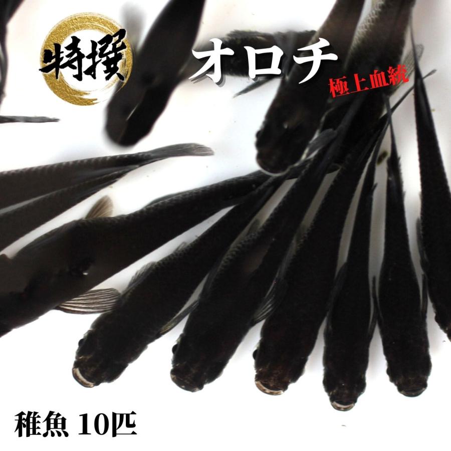 【10匹】メダカ オロチ【送料無料】S〜SSサイズ オロチメダカ めだか 生体 目高 おろち 黒メダカ 大蛇 ゾウリムシ ミジンコ PSB と同梱可能 生クロレラ同梱不可 | 