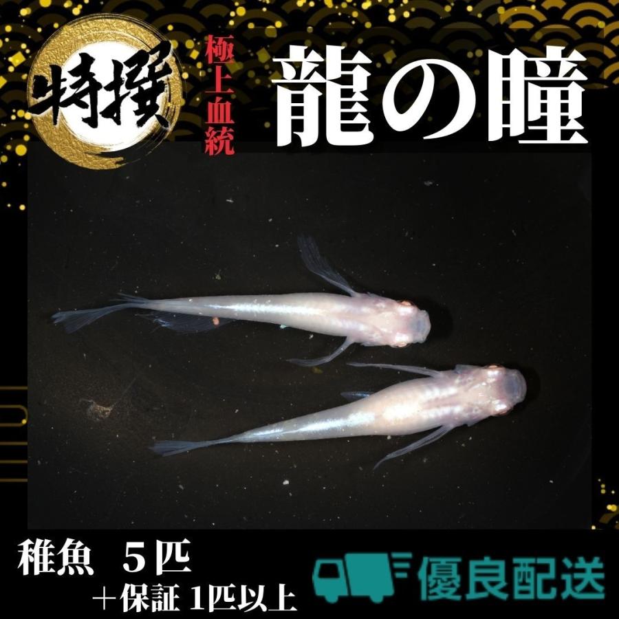 送料無料 一部地域を除く メダカ 龍の瞳 5匹 特選めだか ゾウリムシ ミジンコ Psb 生クロレラ と同梱包可能