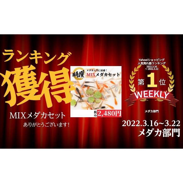 【送料無料】メダカの卵【サファイア 有精卵10個】めだか 生体 目高 さふぁいあ ラメ ゾウリムシ ミジンコ PSB と同梱可能 生クロレラ同梱不可｜world-green-aquarium｜03