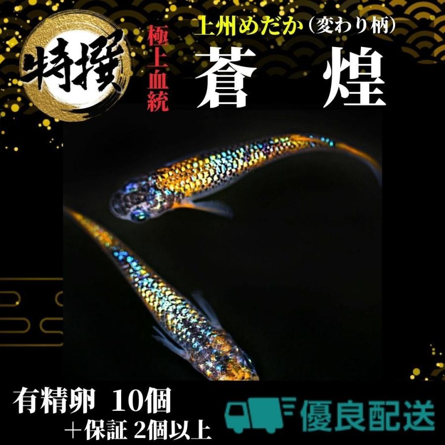 爆売りセール開催中 送料無料 限定sale メダカの卵 上州めだか 蒼煌 そうこう 変わり柄 有精卵 10個 めだか ゾウリムシ ミジンコ Psb 生クロレラ と同梱包可能 Aynaelda Com