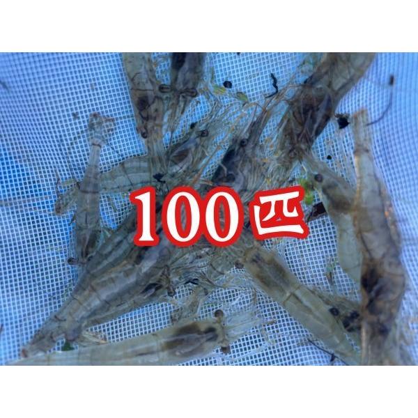 スジエビ 100匹 特価 アロワナなどの活き餌に ヒメダカ ミジンコ ゾウリムシ ミナミヌマエビ ヤマトヌマエビなどと同梱包制限有 熱帯魚 アクアリウム用品