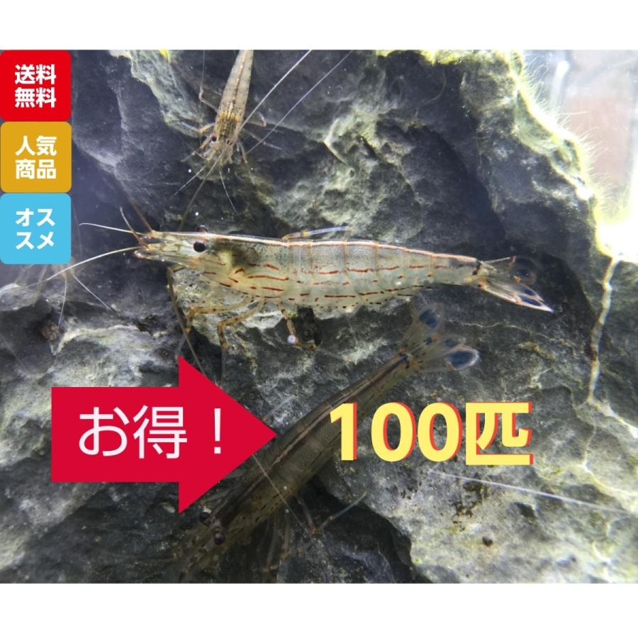 送料無料 ヤマトヌマエビ100匹 発送地域限定 段ボールにて発送いたします コケ取りエビ Yamatonumaebi100danboru 高級メダカworld Green Aquarium 通販 Yahoo ショッピング