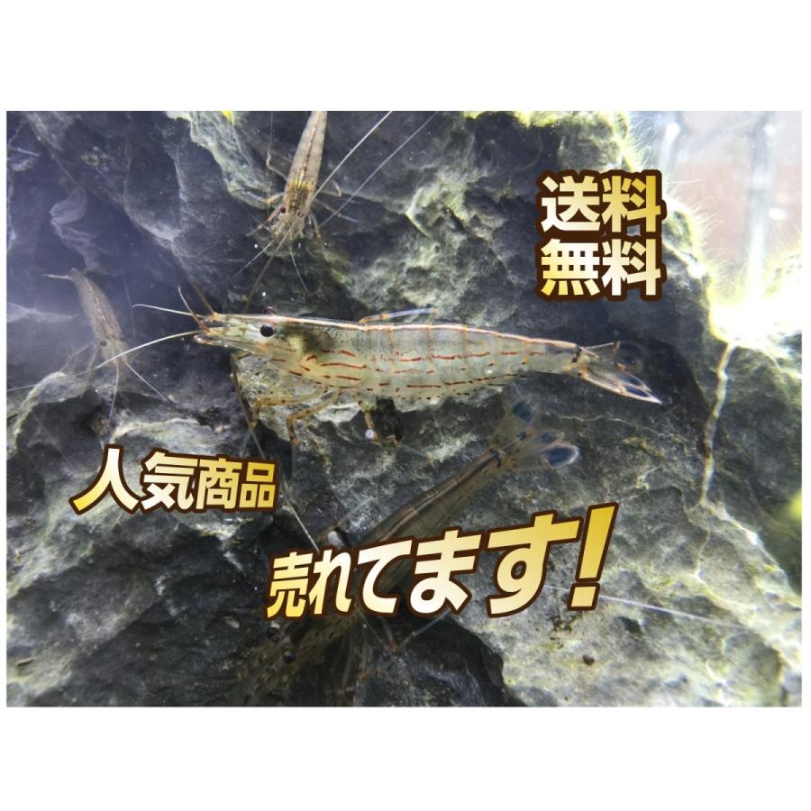 【送料無料】ヤマトヌマエビ30匹+3匹おまけつき 【コケ取りエビ】 【送料無料】ヤマトヌマエビ30匹+3匹おまけつき 【コケ取りエビ】
