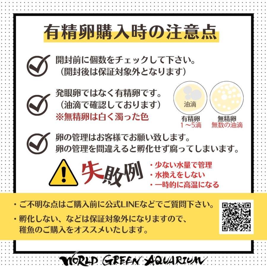 【送料無料】メダカの卵【夜桜ゴールド 有精卵10個】めだか 生体 目高 よざくら ゾウリムシ ミジンコ PSB と同梱可能 生クロレラ同梱不可｜world-green-aquarium｜07