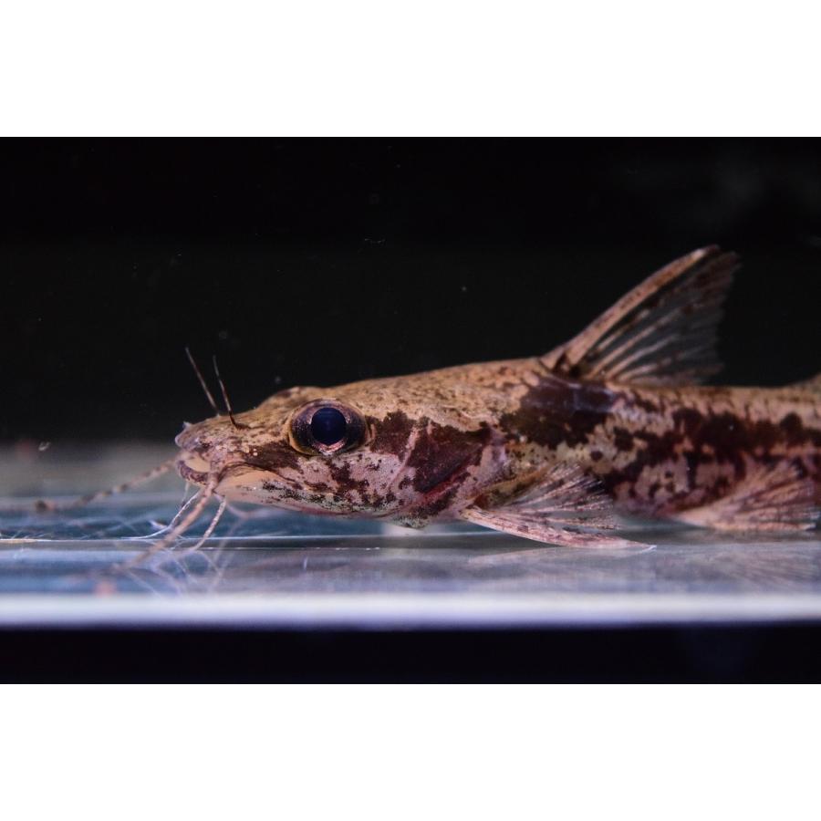 品質検査済 観賞魚生体 ナマズ アフリカンマウスフィンキャット 10cm前後 Www Threeriversofs Com
