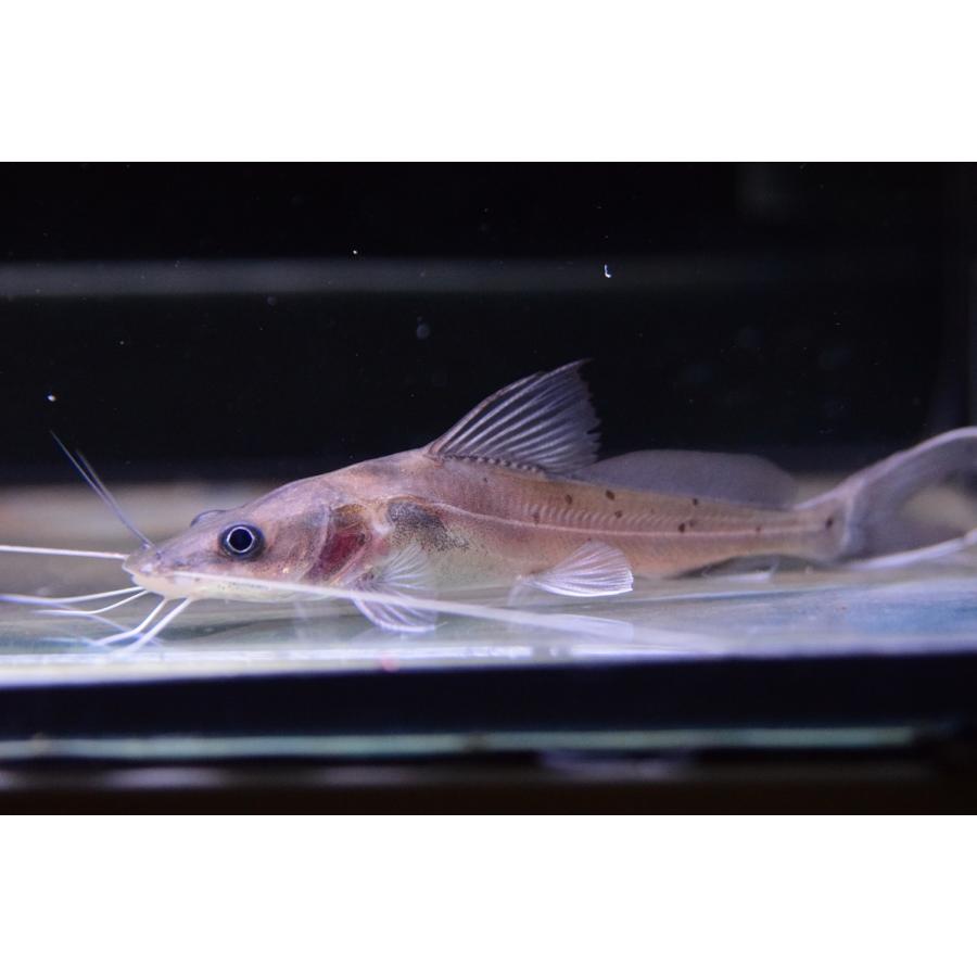 バグルス フィラメントーサス ナイジェリア 10 11cm Afcat47 World Rivers Net 通販 Yahoo ショッピング