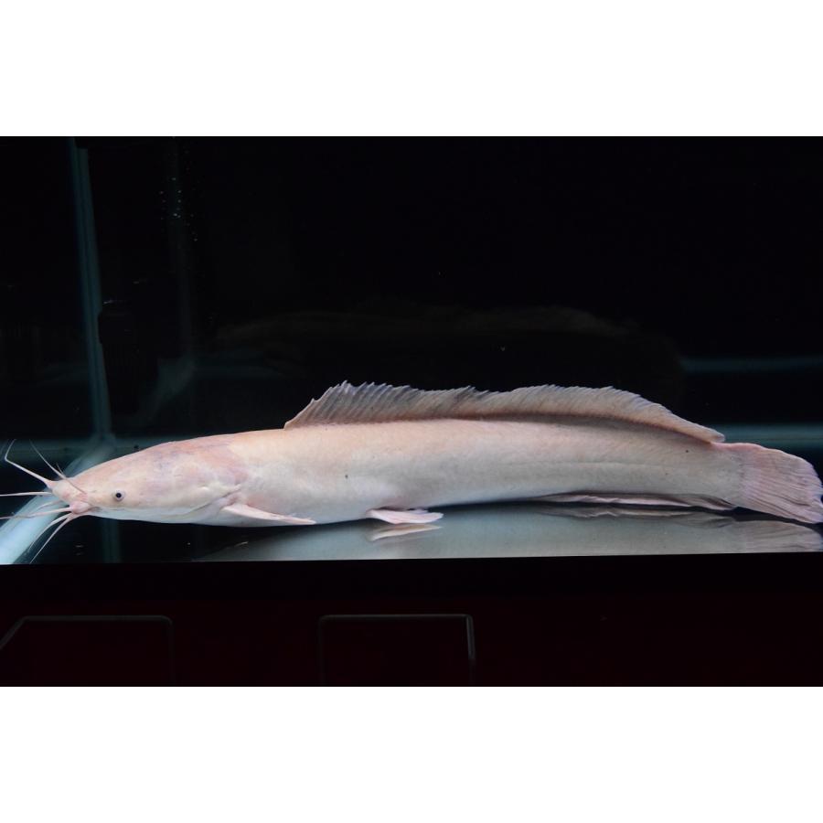 クラリアス ガリエピヌス 白化個体 72cm程 Afcat48 World Rivers Net 通販 Yahoo ショッピング