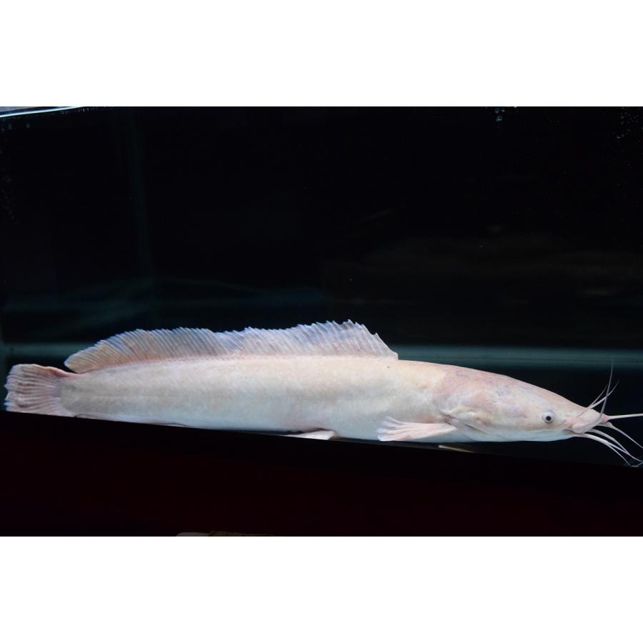 【〜6/6まで出品】 クラリアス・ガリエピヌス　白化個体　72cm程 【HO2878995006】(104880円)