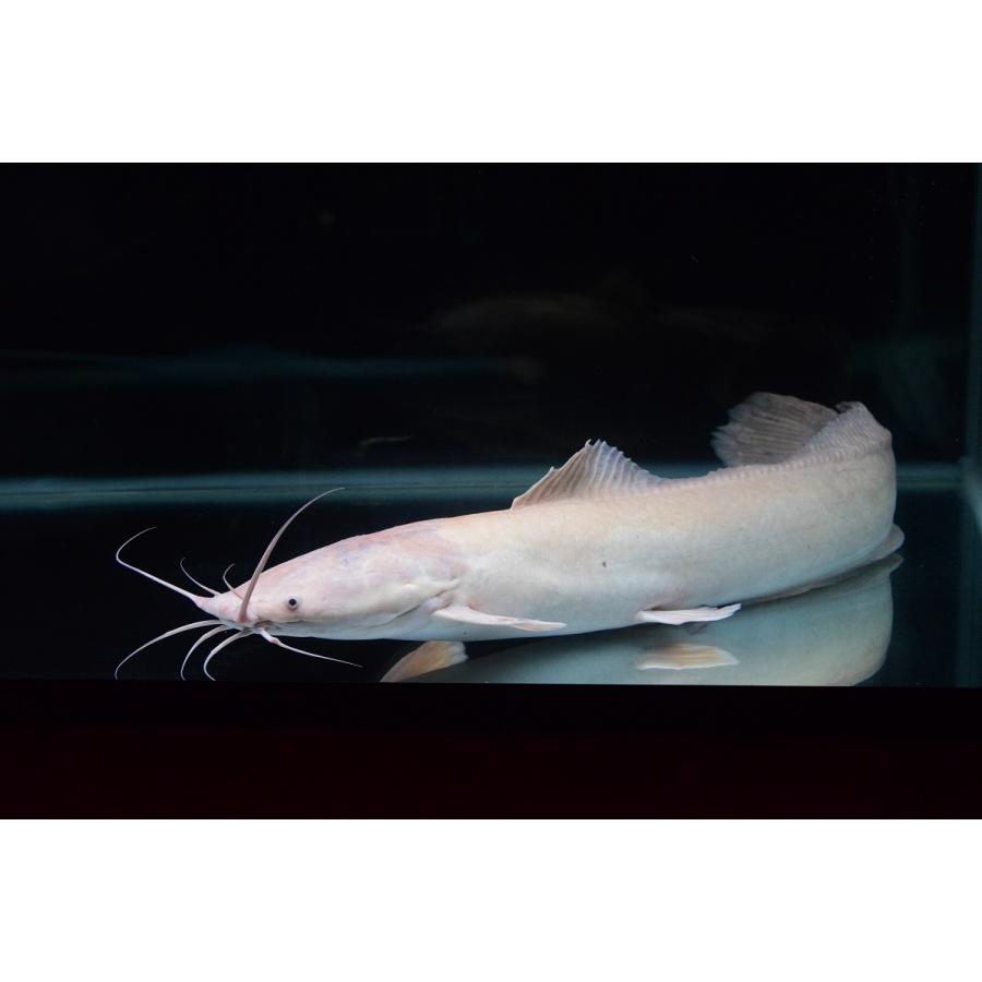 【〜6/6まで出品】 クラリアス・ガリエピヌス　白化個体　72cm程 【HO2878995006】(104880円)