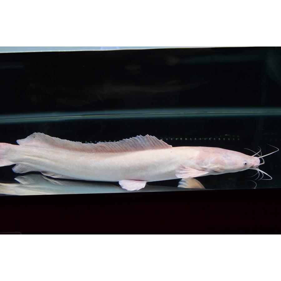 【〜6/6まで出品】 クラリアス・ガリエピヌス　白化個体　72cm程 【HO2878995006】(104880円)
