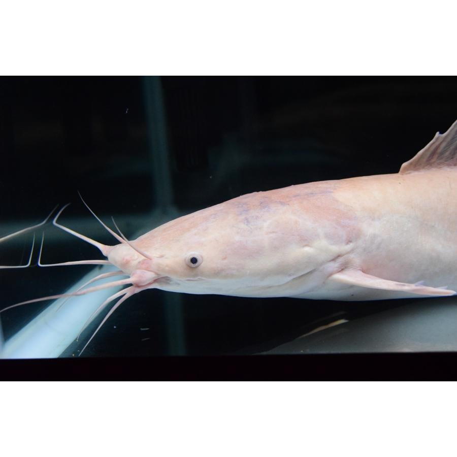 【〜6/6まで出品】 クラリアス・ガリエピヌス　白化個体　72cm程 【HO2878995006】(104880円)