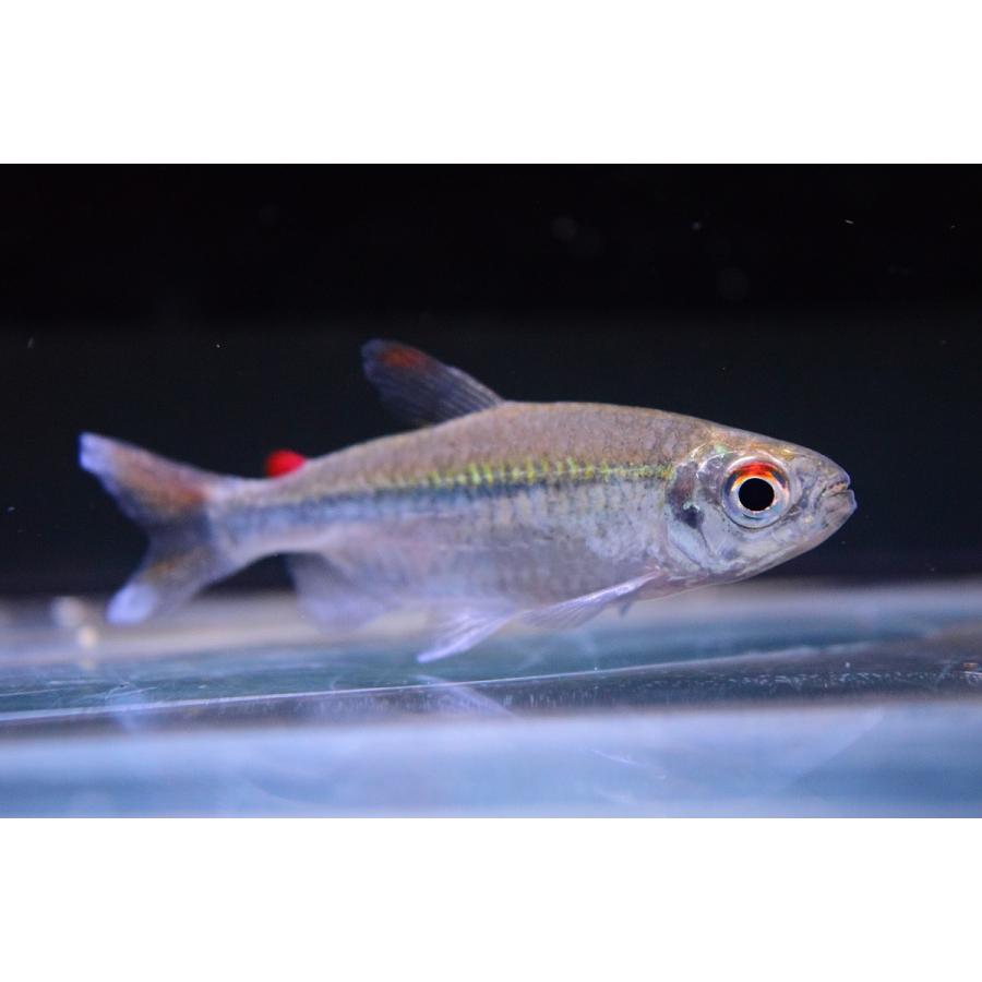 レッドフィンコンゴテトラ ナイジェリア 6cm Afcharacin29 World Rivers Net 通販 Yahoo ショッピング
