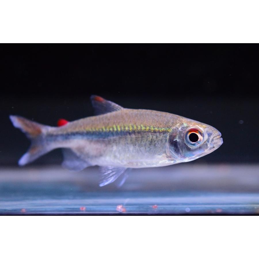 レッドフィンコンゴテトラ ナイジェリア 6cm Afcharacin29 World Rivers Net 通販 Yahoo ショッピング