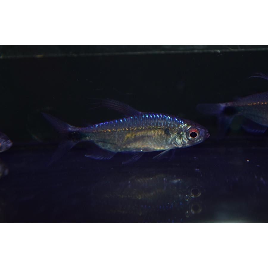 ブルーダイヤモンドコンゴテトラ ナイジェリア ペア Afcharacin3 World Rivers Net 通販 Yahoo ショッピング