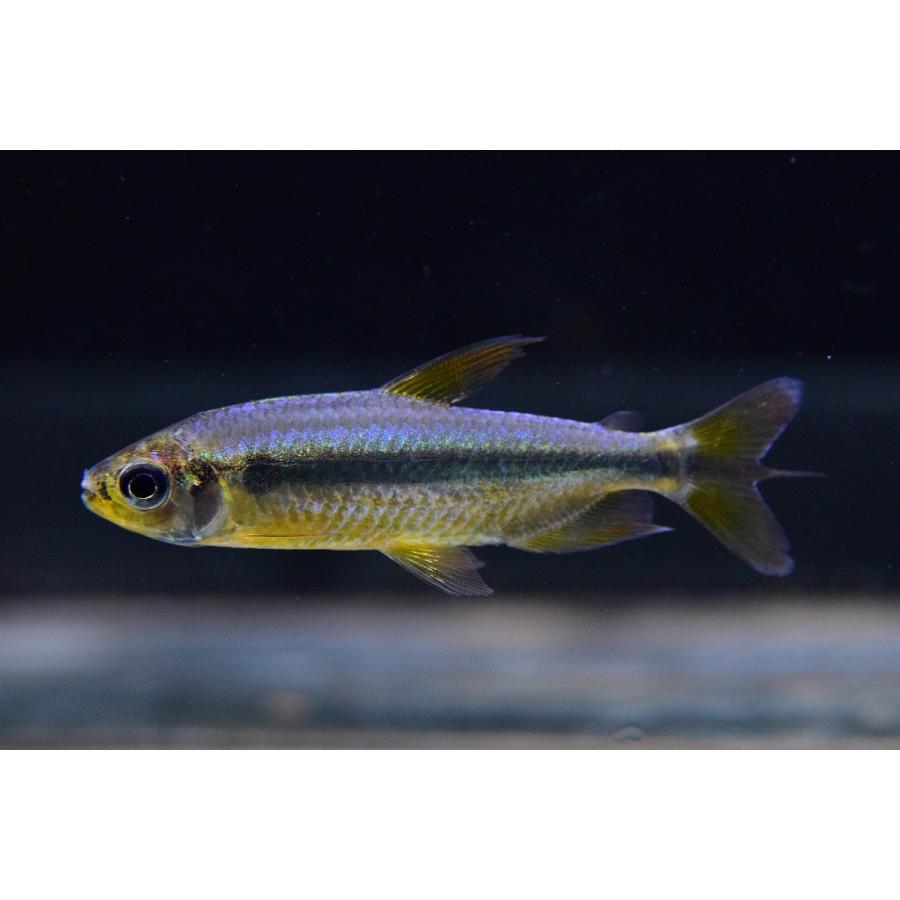 スーパーレッドチェリーコンゴテトラ コンゴ 6cm Afcharacin35 World Rivers Net 通販 Yahoo ショッピング