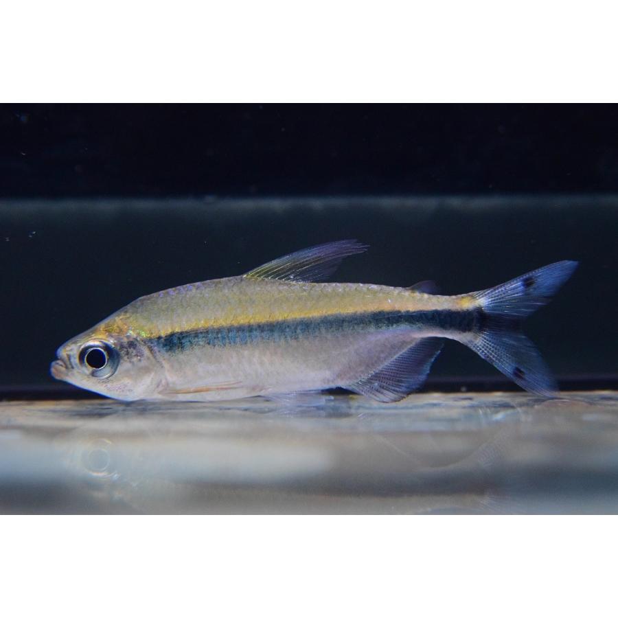 ブルーバックパラレルコンゴテトラ コンゴ 6 7cm Afcharacin36 World Rivers Net 通販 Yahoo ショッピング