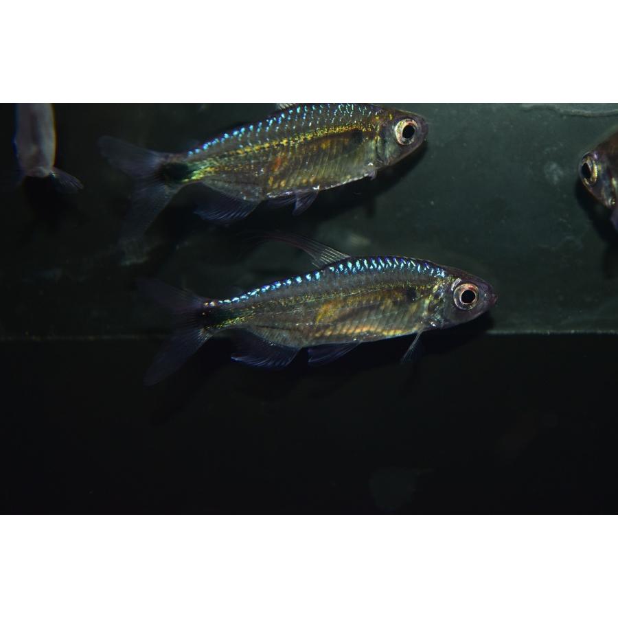 ブルーダイヤモンドコンゴテトラ ナイジェリア ペア Afcharacin3 World Rivers Net 通販 Yahoo ショッピング