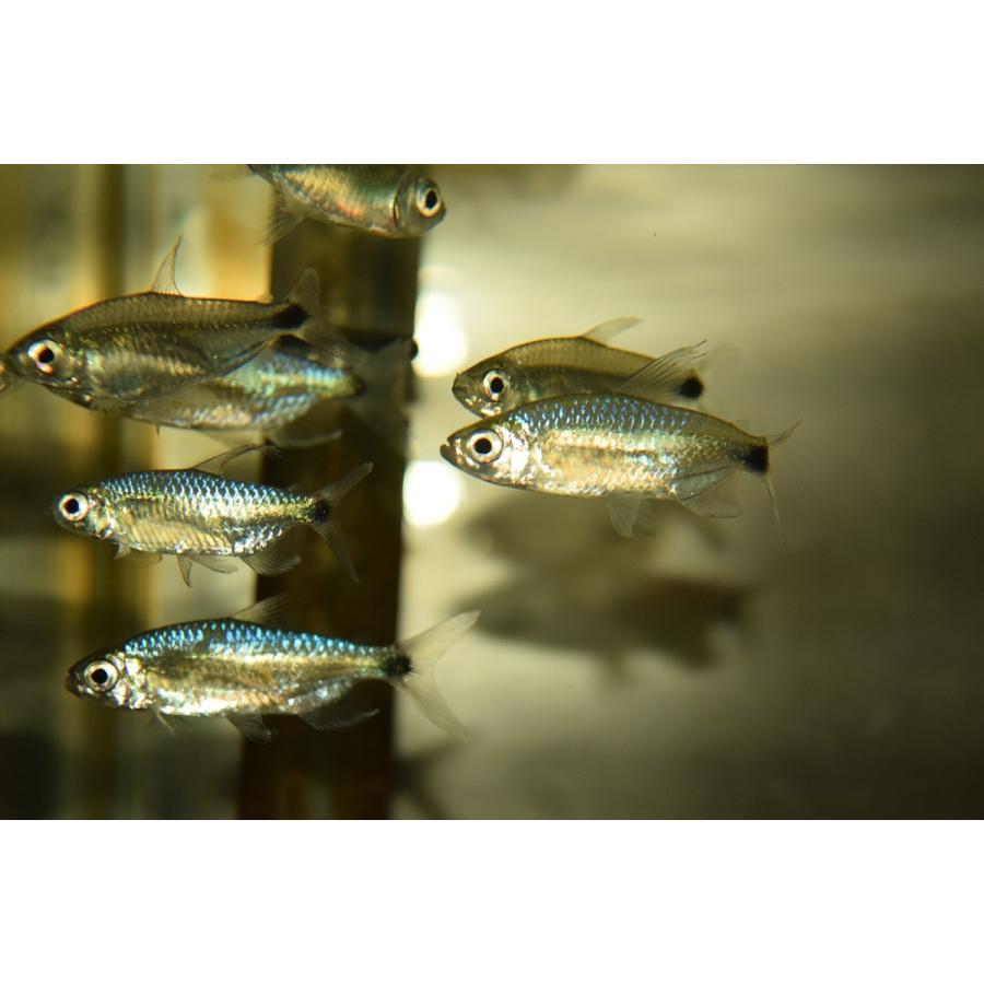 ブルーダイヤモンドコンゴテトラ ナイジェリア ペア Afcharacin3 World Rivers Net 通販 Yahoo ショッピング