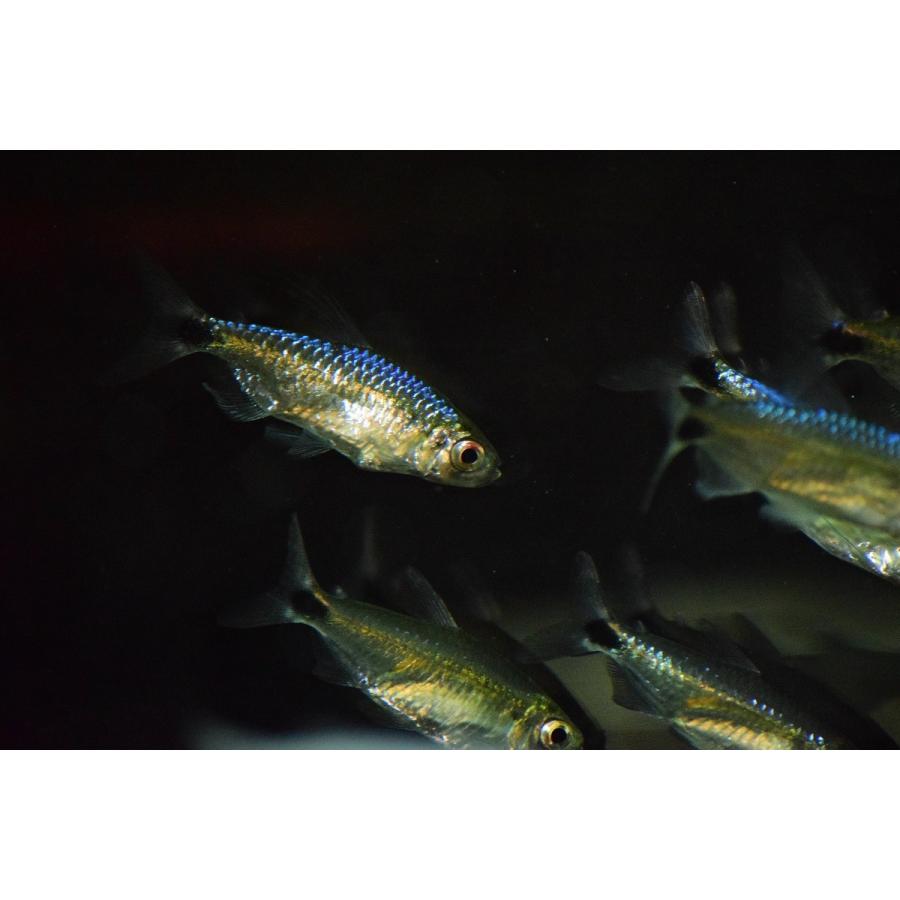 ブルーダイヤモンドコンゴテトラ ナイジェリア ペア Afcharacin3 World Rivers Net 通販 Yahoo ショッピング
