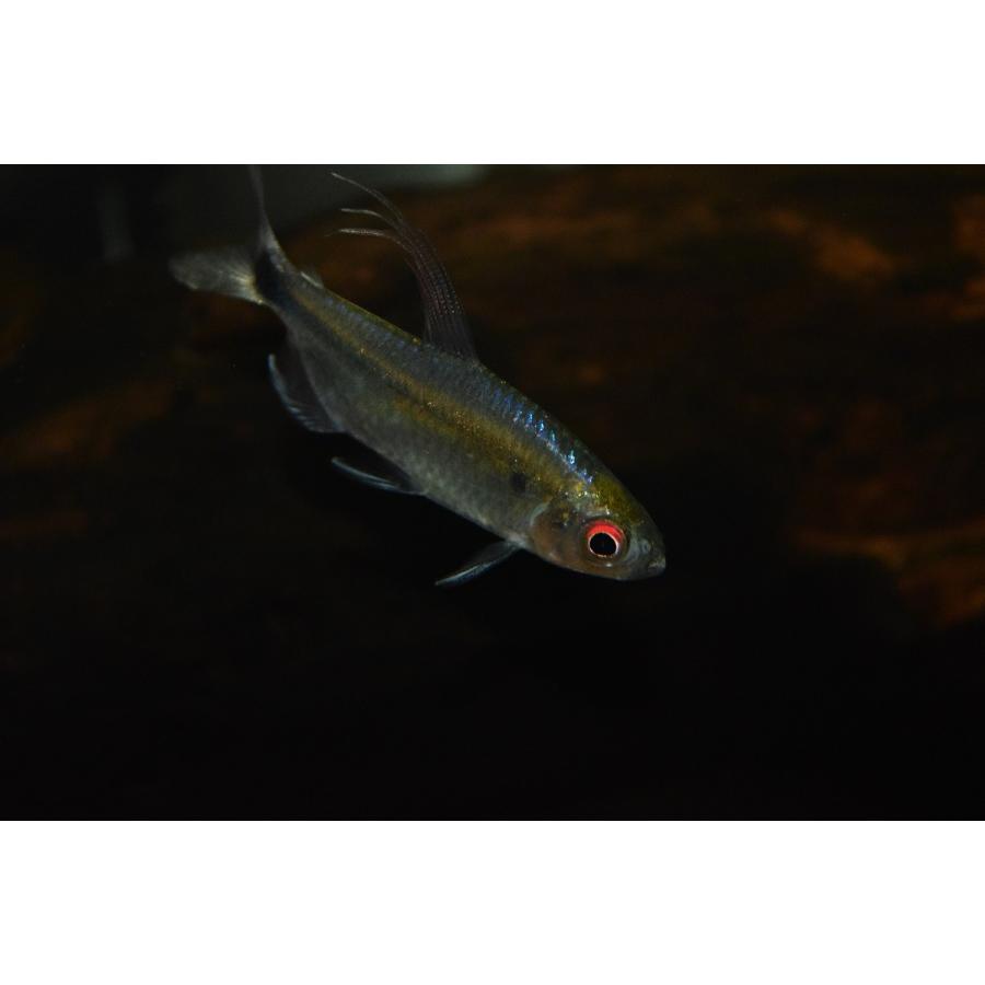 ブルーダイヤモンドコンゴテトラ ナイジェリア ペア Afcharacin3 World Rivers Net 通販 Yahoo ショッピング