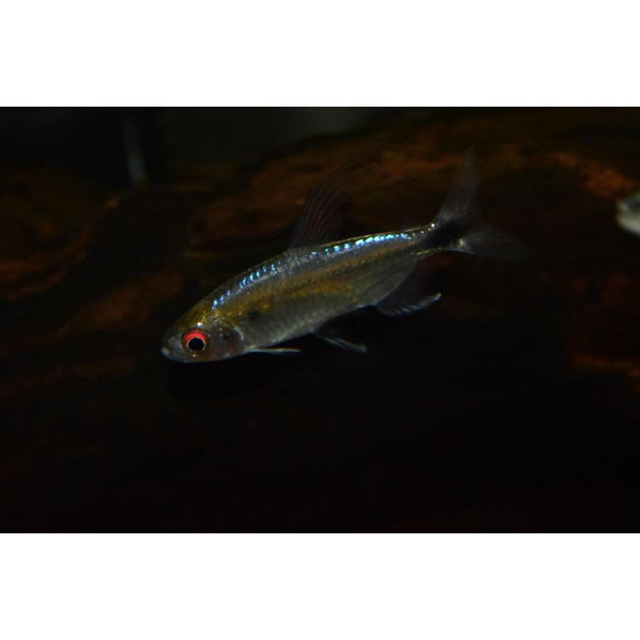 ブルーダイヤモンドコンゴテトラ ナイジェリア ペア Afcharacin3 World Rivers Net 通販 Yahoo ショッピング