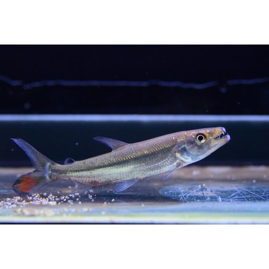 ゴリアテタイガーフィッシュ コンゴ 10 11cm Afcharacin45 World Rivers Net 通販 Yahoo ショッピング