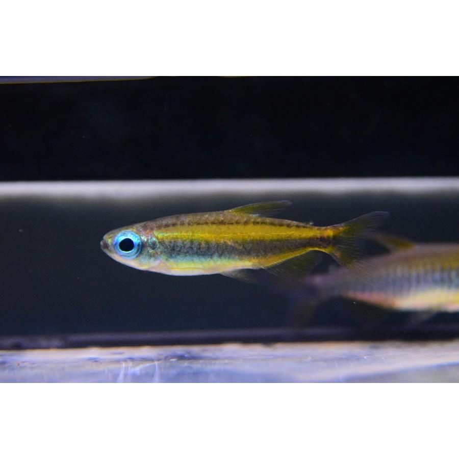ゴールデンコンゴテトラ コンゴ 4cm程 Afcharacin49 World Rivers Net 通販 Yahoo ショッピング