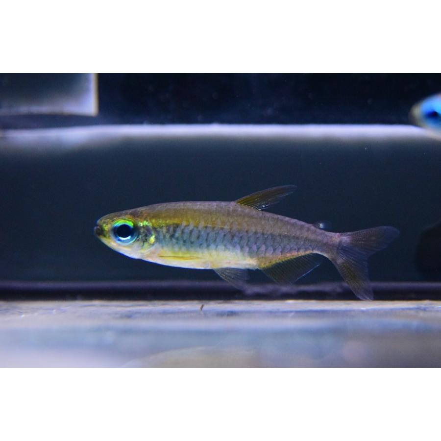 レッドフィンゴールデンコンゴテトラ コンゴ 5cm程 Afcharacin50 World Rivers Net 通販 Yahoo ショッピング