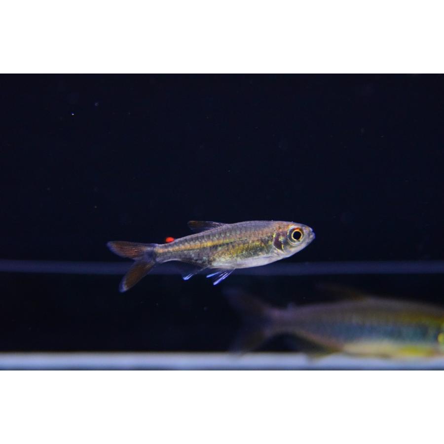 ブランドのギフト 観賞魚生体 カラシン レッドフィンコンゴテトラ ナイジェリア 3cm程