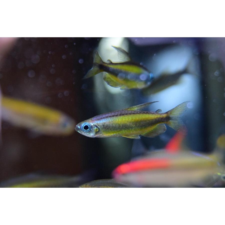 売約済 ゴールデンコンゴテトラ コンゴ L Afcharacin54 World Rivers Net 通販 Yahoo ショッピング