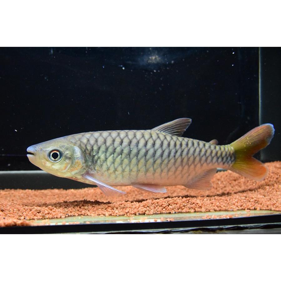 ブリキヌス・マクロレピドータス　”ナイジェリア”　21cm 